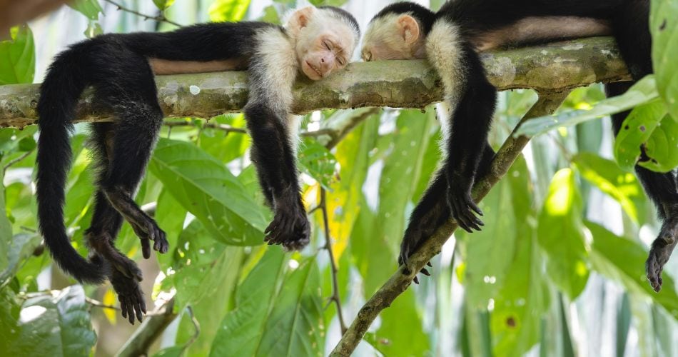Capuchin monkeys