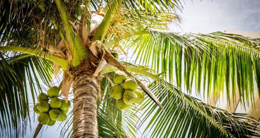 Coconut Tree