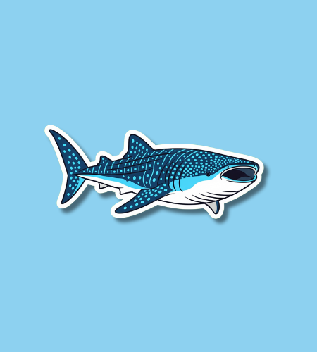 International Whale Shark Day
