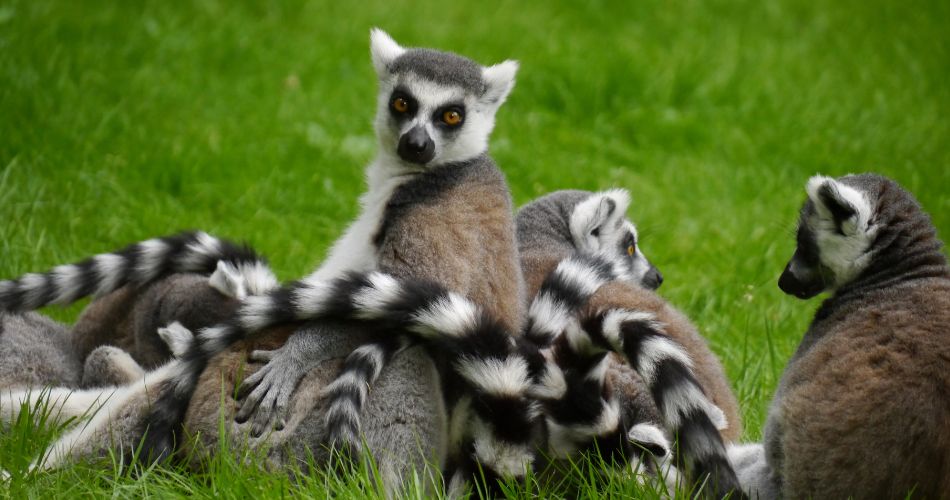 Lemurs