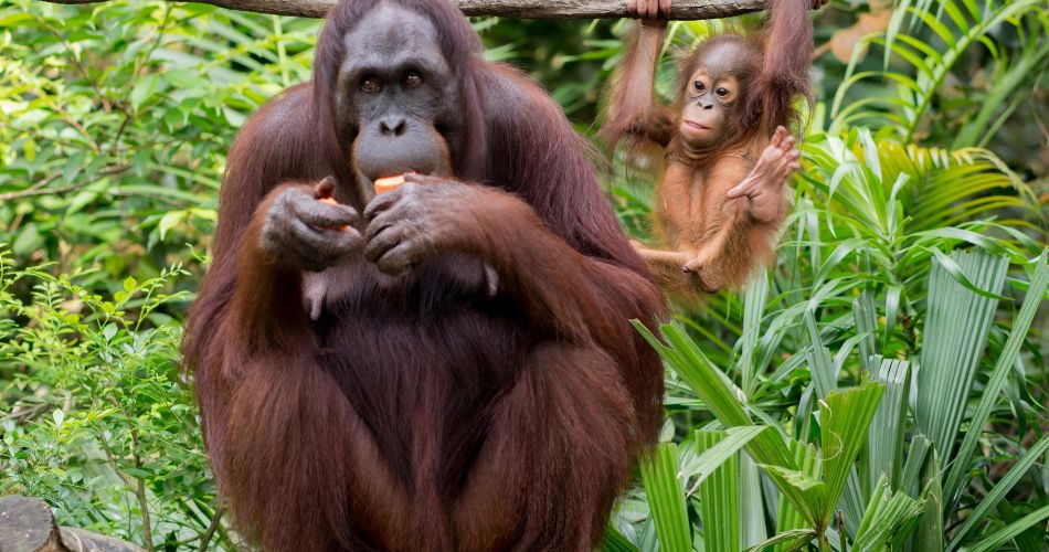 Orangutan eating fruit near funny baby 