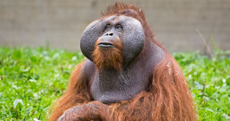 Orangutan