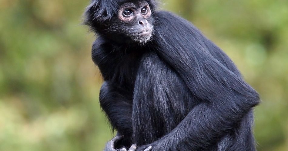 Spider monkey