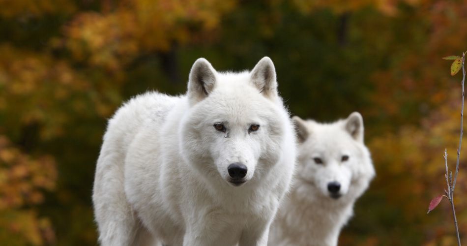 Two Arctic Wolves