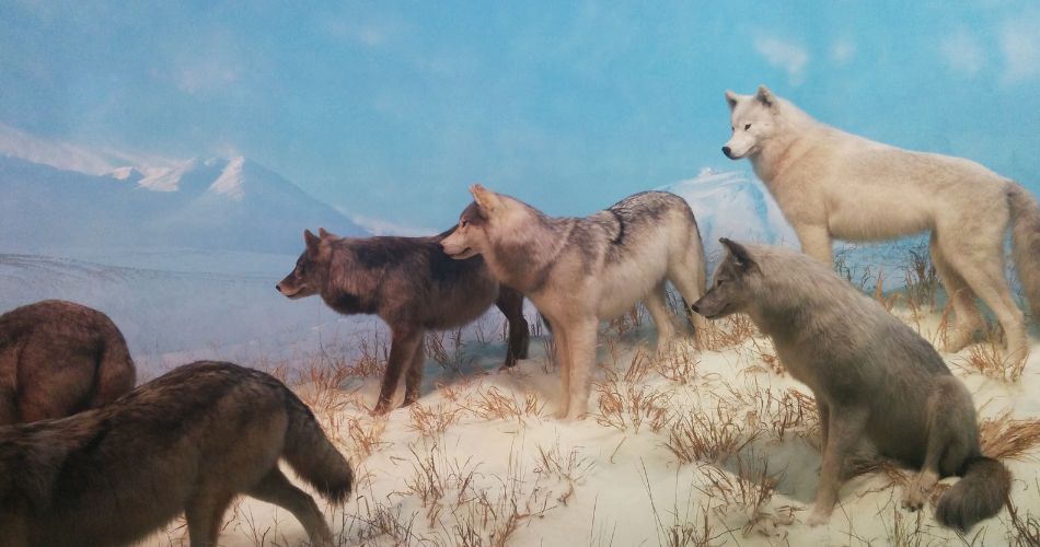 Wolves in Nature
