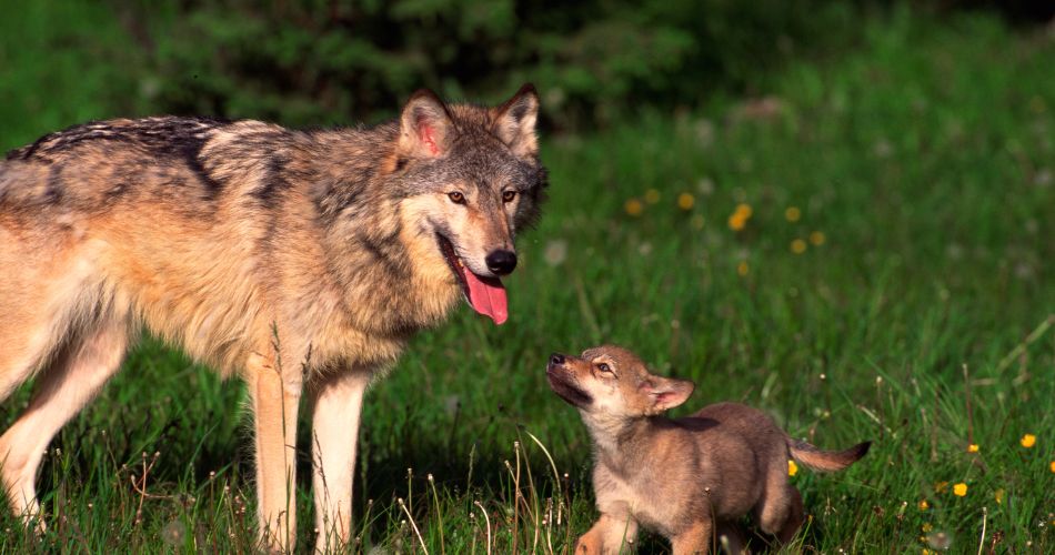 Wolves