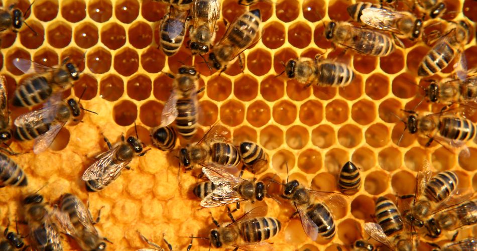 bees