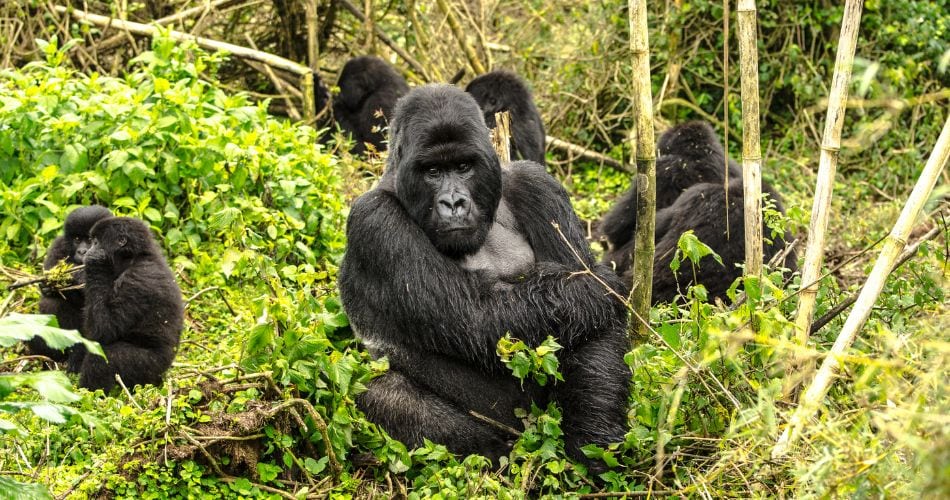 gorillas