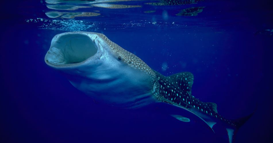 Whale shark