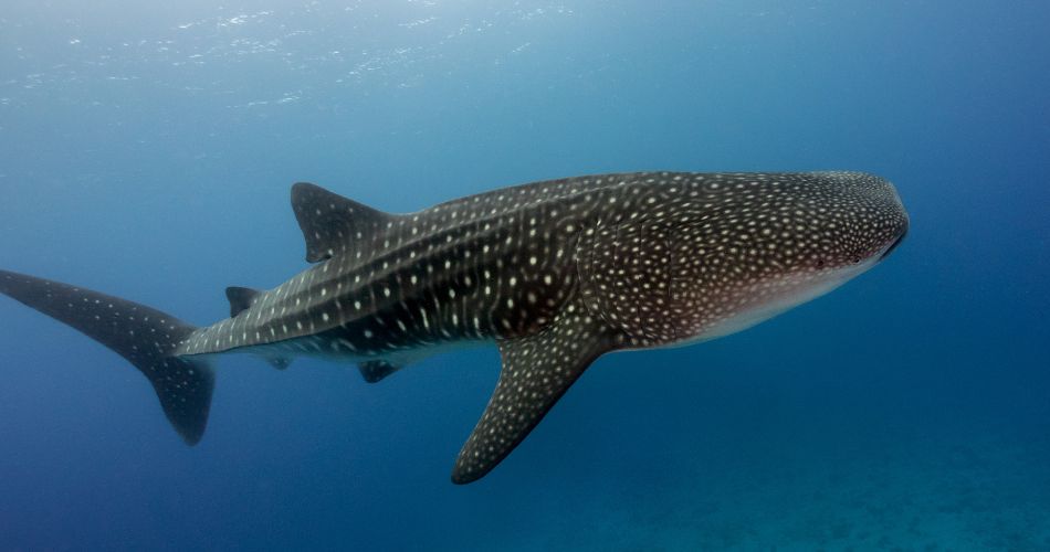 Whale shark