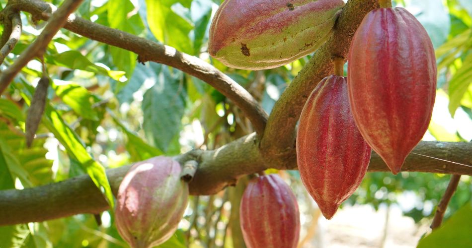 Cacao Pod on Tree