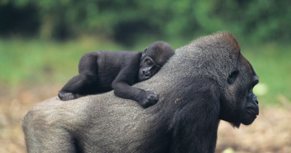 Gorilla mother with baby