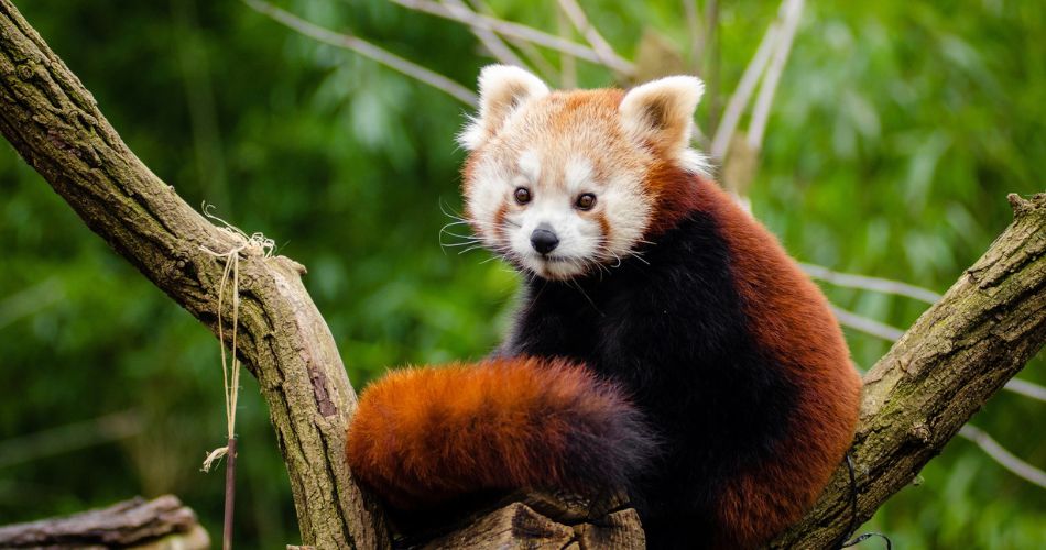 Interesting facts about the red panda