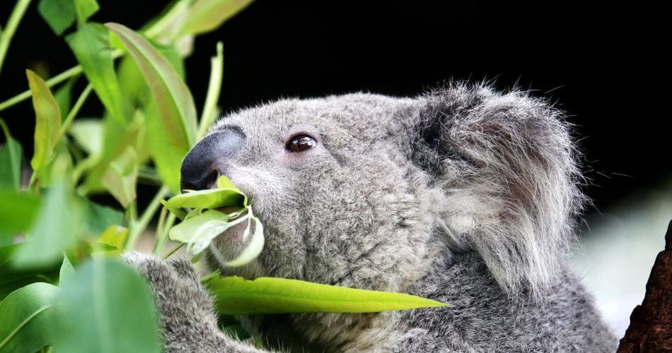 Koala, eating