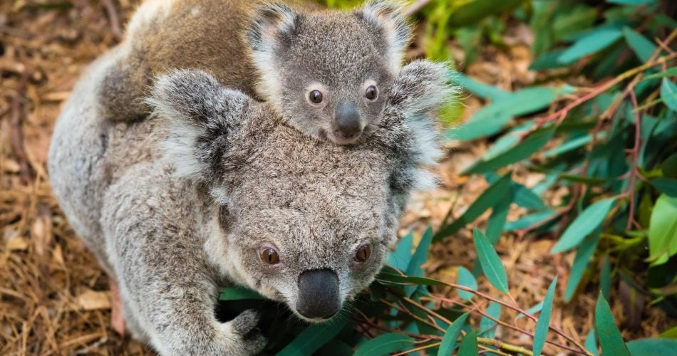 Mother and baby koala