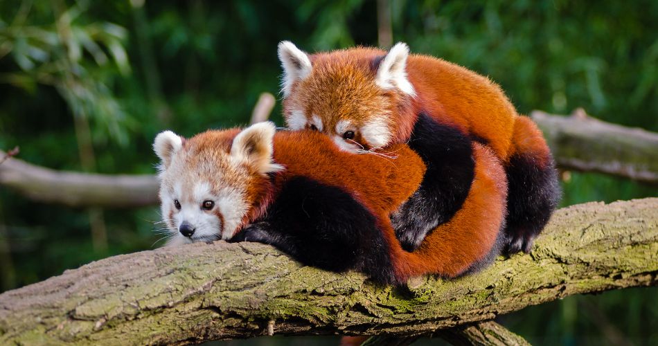 Red Pandas