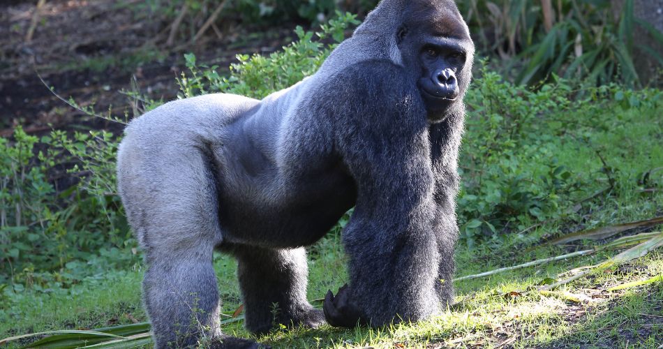  Silver Back Male Gorilla