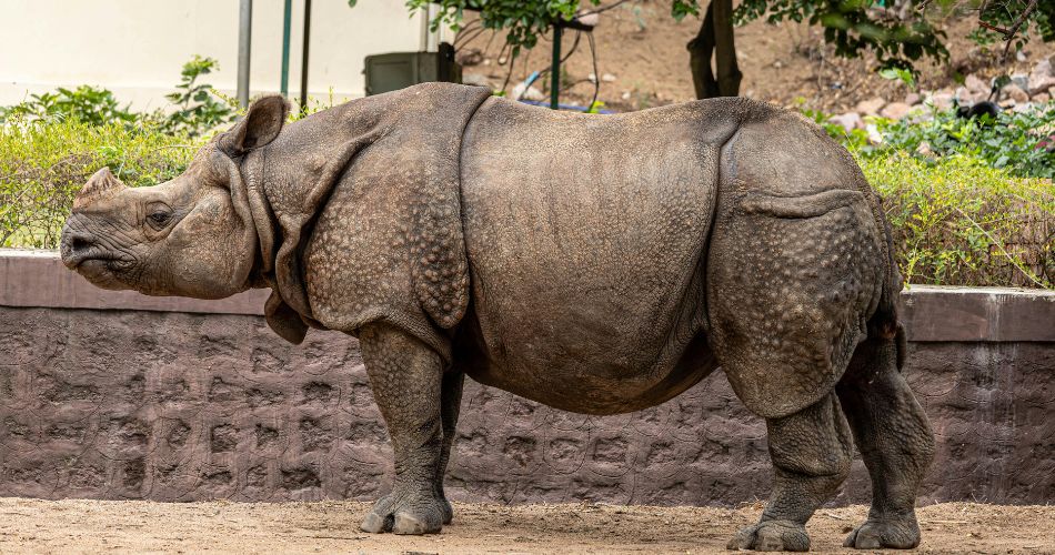 Sumatran rhinoceros