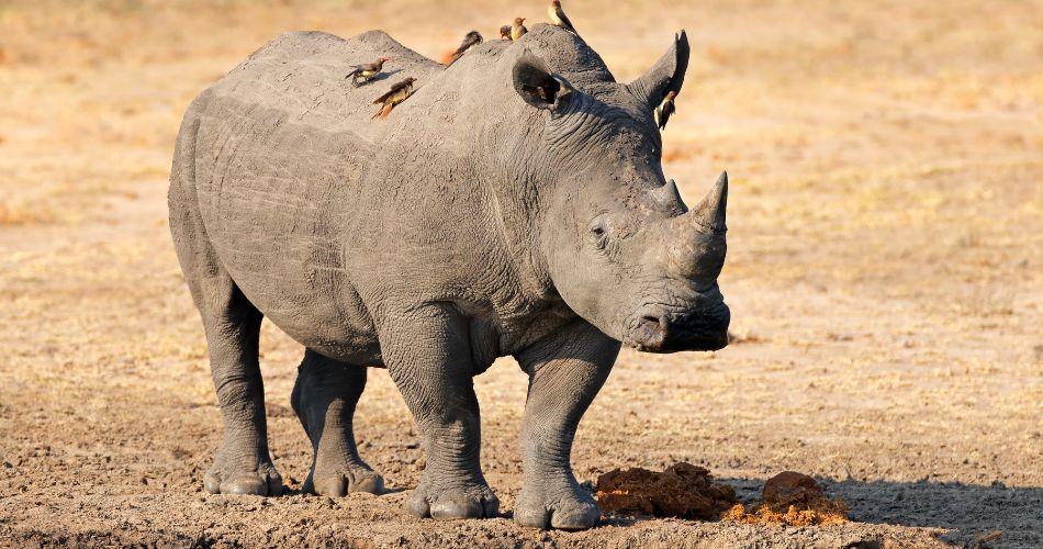 White rhinoceros with oxpecker birds, South Africa