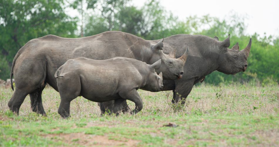 
black rhinos