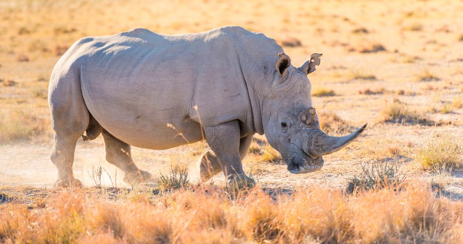 white rhino