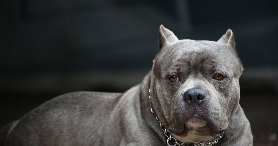 American Pit Bull