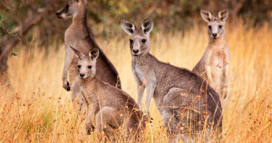 Eastern Grey Kangaroos (Macropus giganteus)