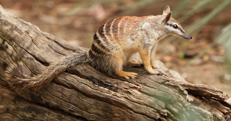 interesting facts about the numbat