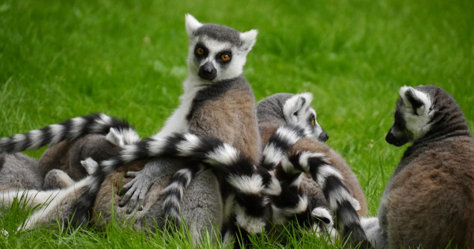Interesting facts about lemurs
