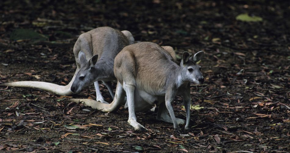 Macropus antilopinus