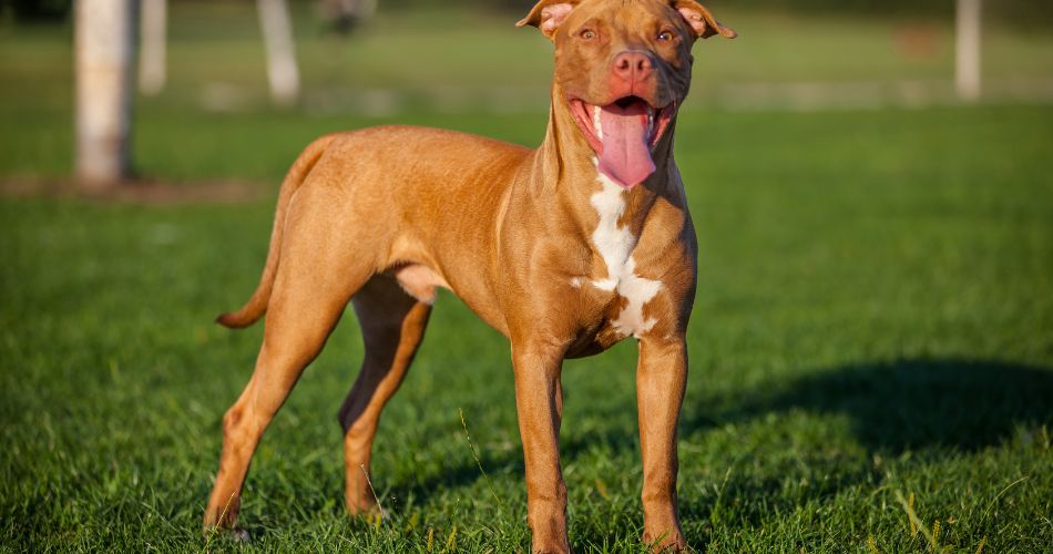 Pit Bull Terrier