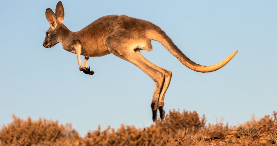 Red Kangaroo