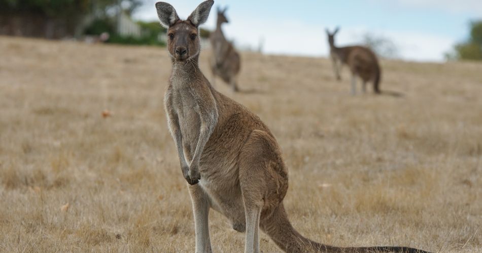 Western Grey Kangaroo, Macropus fuliginosus