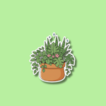 National Houseplant Appreciation Day