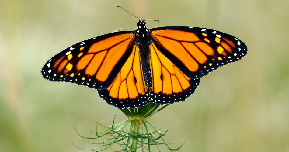 Western Monarch