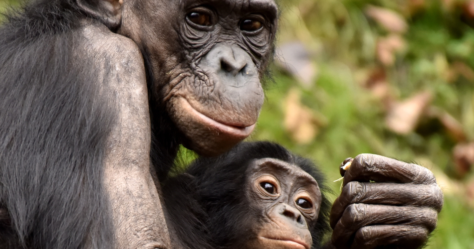 Bonobo mother and baby