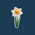 Daffodil Day August