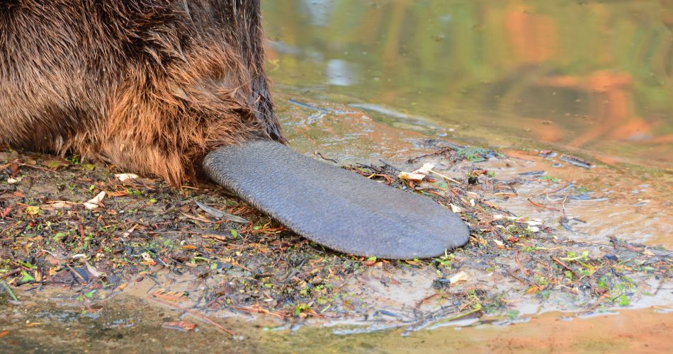 Beaver with a paddle-shaped tail.
