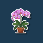National Orchid Day
