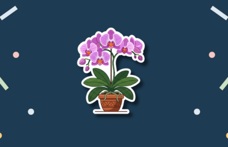 National Orchid Day