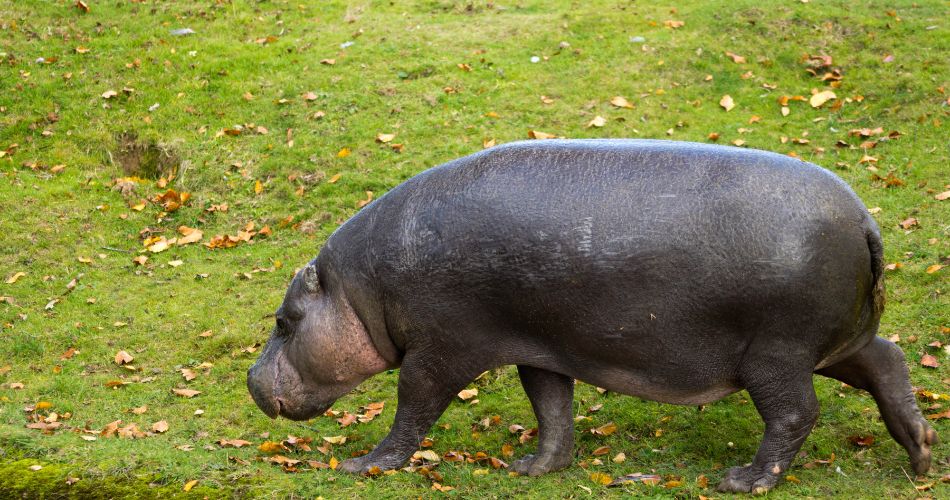 Interesting facts about the pygmy hippo 

