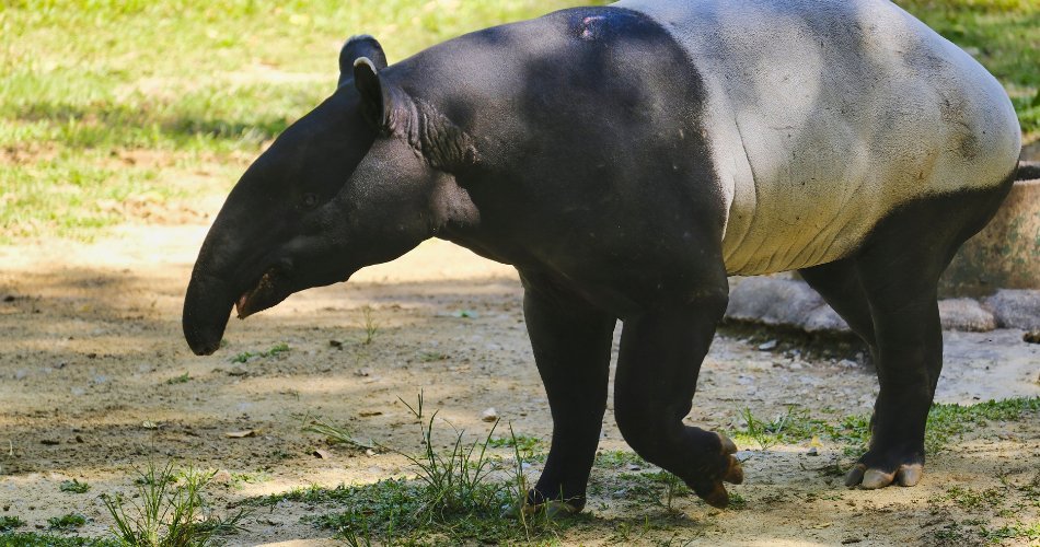 Tapir