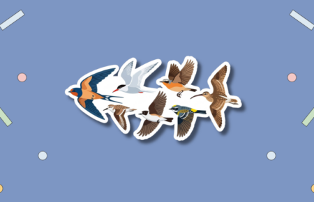 World Migratory Bird Day
