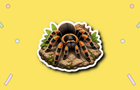 National Tarantula Appreciation Day